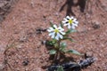 Very small white Namaqua desert wild flowers