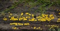 Very small yellow inedible mushrooms Bisporella citrina Royalty Free Stock Photo