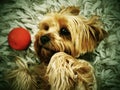 A very small Yorkshire Terrier dog playing from a ball on a carpet