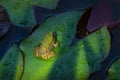 Very small young frog Rana ridibunda pelophylax ridibundus sits in pond on green leaf of water lily.