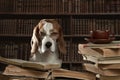 The very smart dog studying old books in library Royalty Free Stock Photo
