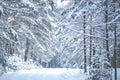 Very snowy trees in winter landscape Royalty Free Stock Photo