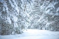 Very snowy trees in winter landscape Royalty Free Stock Photo