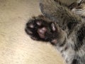 Very soft baby kitten paws