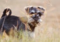 Soft cute Miniature Schnauzer puppy dog playing field long grass