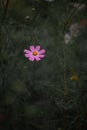 very soft focus blurry concept vertical photography of pink flower in dusk leaves garden environment space of nature