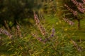 Very soft focus small purple wild flowers highland natural scenic view with blurred background Royalty Free Stock Photo