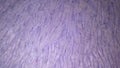 a very soft purple fur rug texture Royalty Free Stock Photo