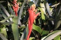 Pink Aechmea bromeliad Flower in Bloom