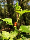 Spicy chili of sri lanka Royalty Free Stock Photo