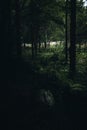 Very spooky and dark forest with almost no light. Royalty Free Stock Photo