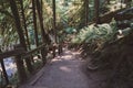 Very steep steps along the hiking trail to Marymere Falls in Olympic National Park Royalty Free Stock Photo