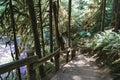 Very steep steps along the hiking trail to Marymere Falls in Olympic National Park Royalty Free Stock Photo