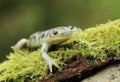 Very strange amphibian axolotl Ambystoma mavortium