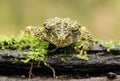 Strange invisible frog Ramphastos ambiguus swainsonii