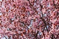 Very strong cherry blossom. Background photo.