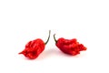 very strongly hot pepper Carolina Reaper Royalty Free Stock Photo