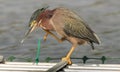 Butorides Virescens, The Green Heron