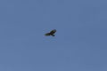 bussard flying on blue sky