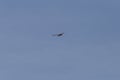 bussard flying on blue sky