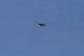 bussard flying on blue sky