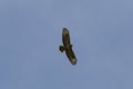 bussard flying on blue sky