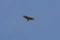 bussard flying on blue sky