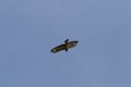 bussard flying on blue sky