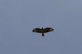 bussard flying on blue sky