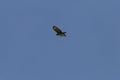 bussard flying on blue sky