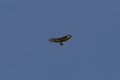 bussard flying on blue sky