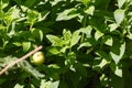 herbary garden in summer