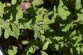 herbary garden in summer