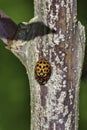Different color ladybugs on a tree branch mating.