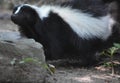 Very Sweet Expressive Black and White Skunk