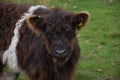 Very Sweet Face and Expression on the Face of a Belted Galloway Calf
