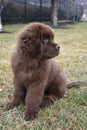 Very Sweet Face on a Sitting Newfoundland Puppy