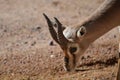Very Sweet Face on a Springbok Gazelle