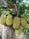 Sweet jack fruit tree of sri lankan natural photos Royalty Free Stock Photo