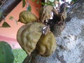 Sri lankan sweet fruit is genipa natural photos