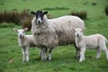 Very Sweet Pair of Lambs with a Sheep