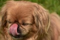 Very Sweet Pekingese Dog Licking Her Nose Royalty Free Stock Photo