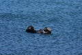 Very Sweet Sea Otter Floating on his Back in the Pacific Royalty Free Stock Photo