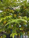 Star fruit is very sweet healthy