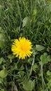 Very Sweet Taraxacum flower