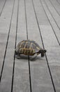 He is a very sweet turtle, he is slowly making his way, the animal world is wonderful.