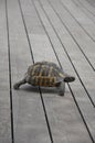 He is a very sweet turtle, he is slowly making his way, the animal world is wonderful.