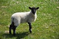 Very Sweet Young Lamb with a Black Face in England Royalty Free Stock Photo