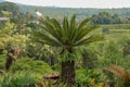 Very symmetrical plant Cycas revoluta Thunb supports a crown of shiny, dark green leaves on a thick shaggy trunk. Green leaf Royalty Free Stock Photo