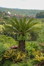 Very symmetrical plant Cycas revoluta Thunb supports a crown of shiny, dark green leaves on a thick shaggy trunk. Green leaf Royalty Free Stock Photo